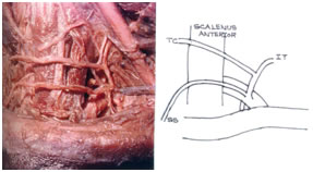 subclavian artery cadaver neck